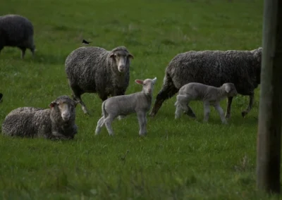 Locals