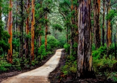 Magnificent Boranup Forest