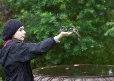 Tame Honeyeaters in your hand