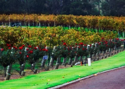 Voyager Estate Winery Grounds