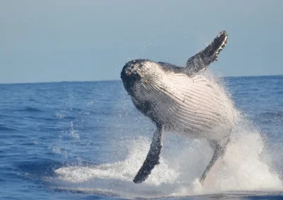 Whale Watching