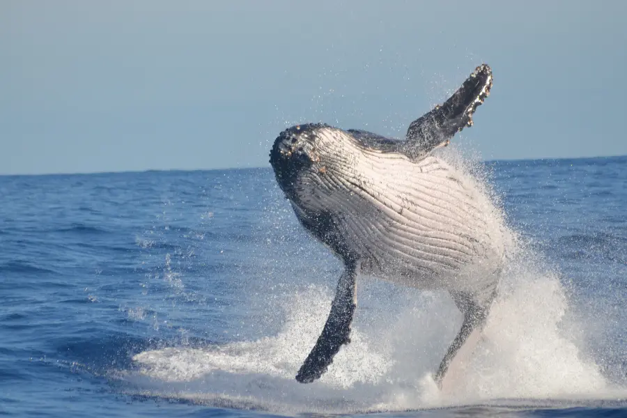 Whale Watching Whale Watching